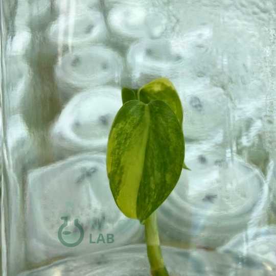 Monstera Aurea Variegated
