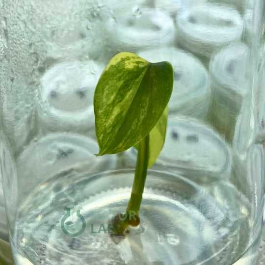 Monstera Aurea Variegated