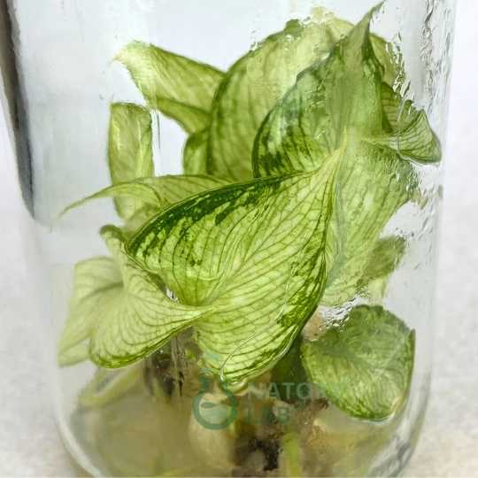 Aglaonema Udomsap
