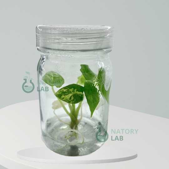 Alocasia Scalprum Albo