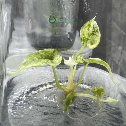 Alocasia Scalprum Albo