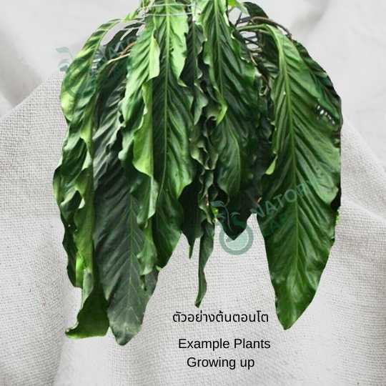 Anthurium Big Bill