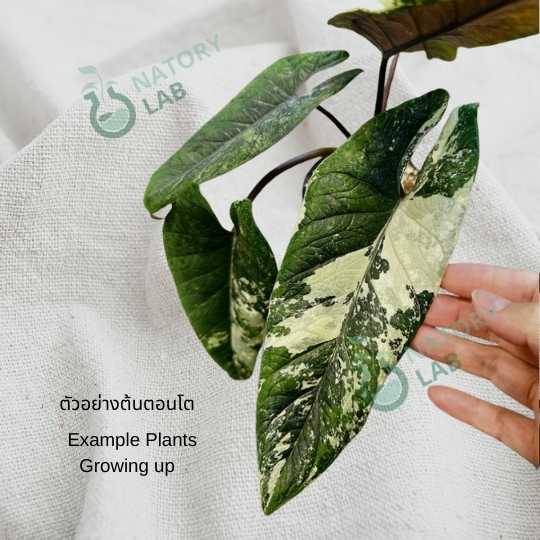 Alocasia Scalprum Albo