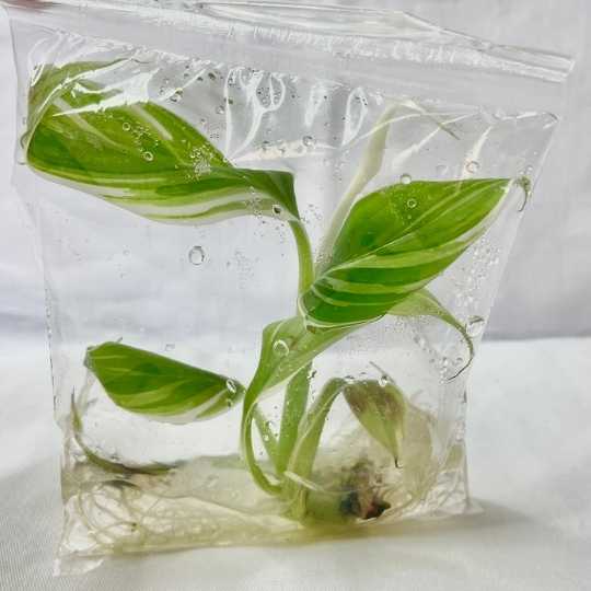 Musa Florida Strain Variegated
