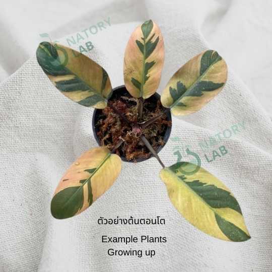 Philodendron Black Cardinal Variegated No.2 - NATORY LAB