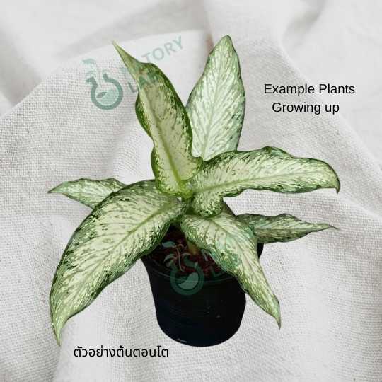 Aglaonema Udomsap