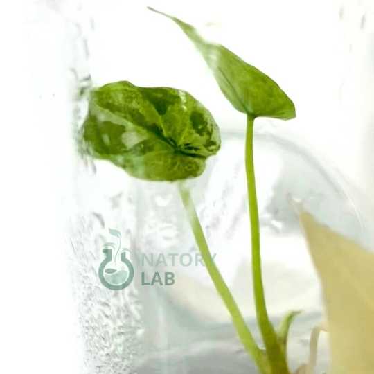 Alocasia Scalprum Albo