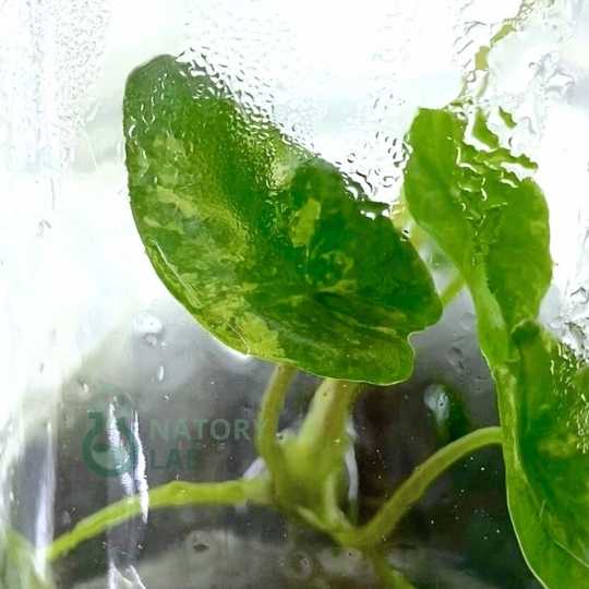 Alocasia Scalprum Albo