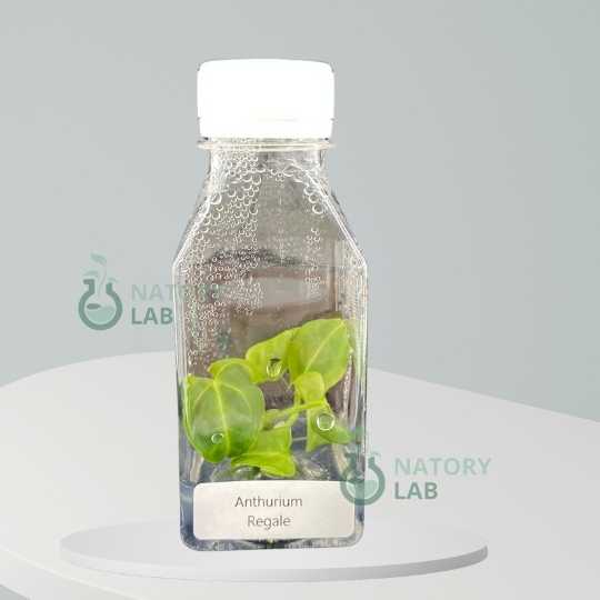 Anthurium Regale