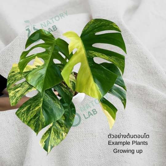 Monstera Aurea Variegated