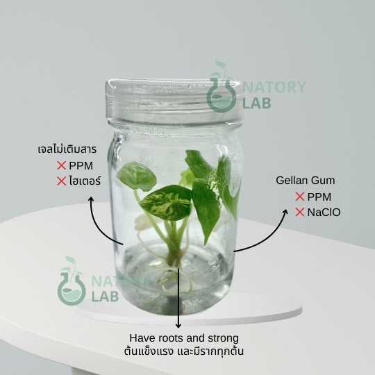 Alocasia Scalprum Albo